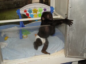 Baby Western Lowland Gorilla